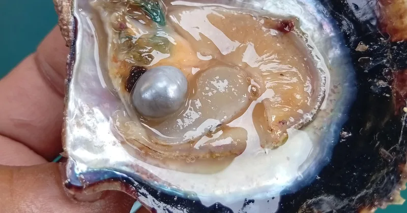 جولة مسار اللؤلؤ مع فتح المحار